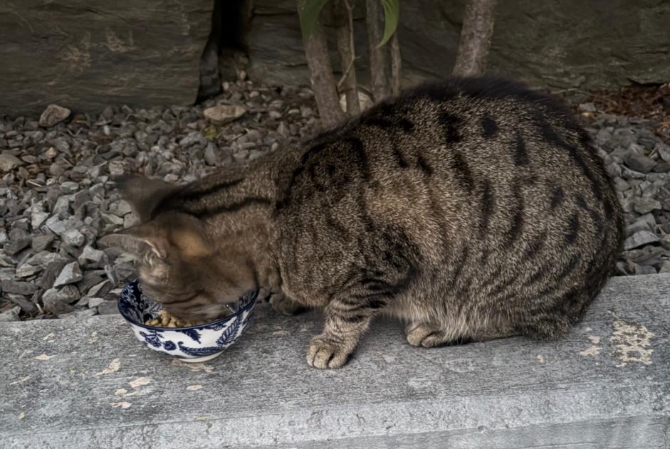 Fundmeldung Katze Weiblich Sullens Schweiz Fundmeldung Katze Weiblich Sullens Schweiz