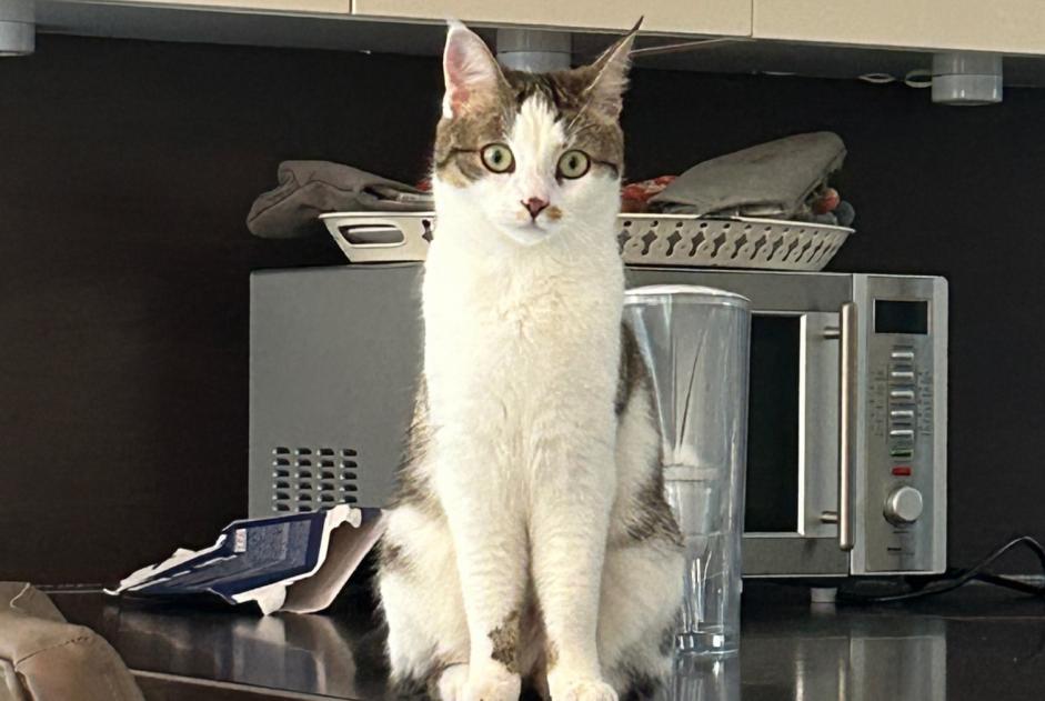 Vermisstmeldung Katze Weiblich , 2 jahre Collonge-Bellerive Schweiz