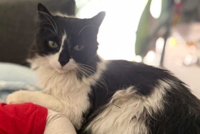 Vermisstmeldung Katze Männliche , 8 jahre Bournens Schweiz Vermisstmeldung Katze Männliche , 8 jahre Bournens Schweiz