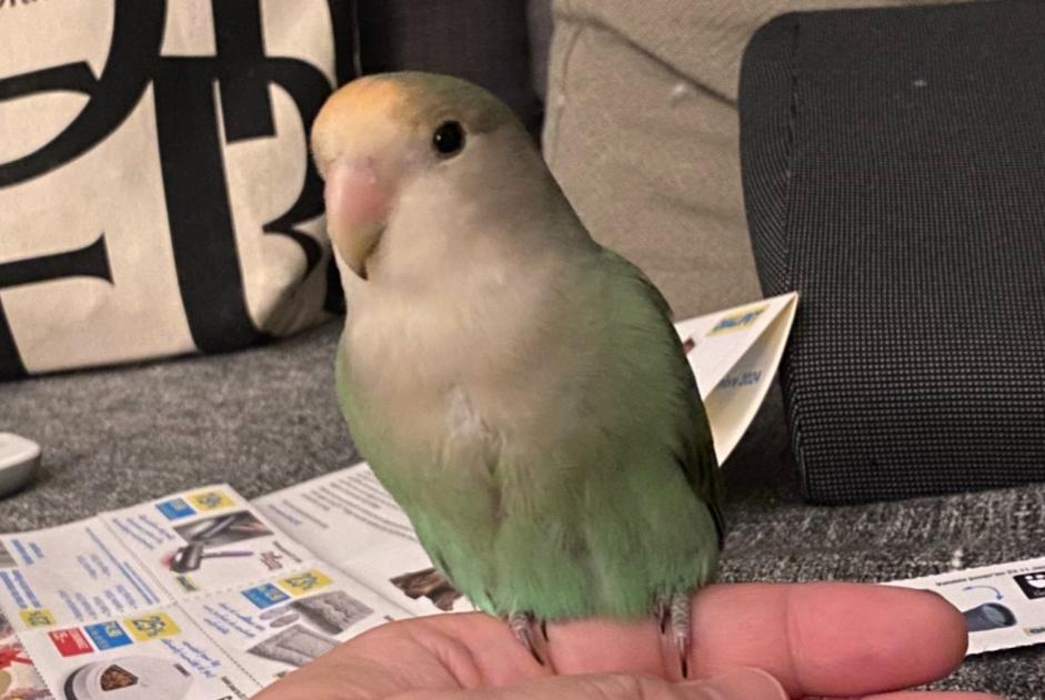 Vermisstmeldung Vogel Männliche , 2026 jahre Le Grand-Saconnex Schweiz