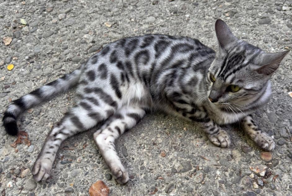 Discovery alert Cat Unknown Reinach Switzerland Discovery alert Cat Unknown Reinach Switzerland