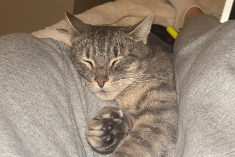 Disappearance alert Cat miscegenation Male , 7 years Surpierre Switzerland Disappearance alert Cat miscegenation Male , 7 years Surpierre Switzerland