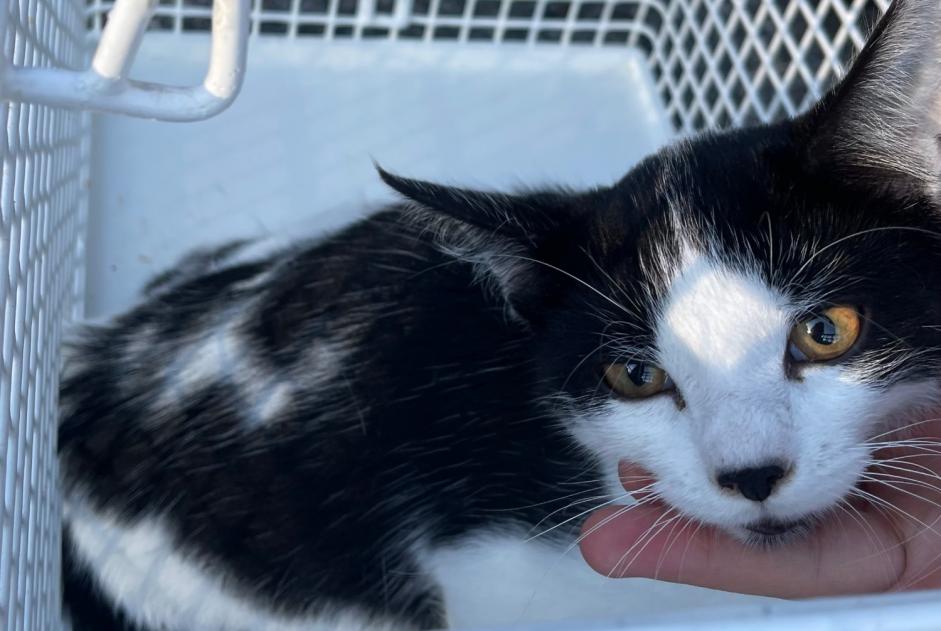 Alerta de Hallazgo Gato Macho Treyvaux Suiza Alerta de Hallazgo Gato Macho Treyvaux Suiza