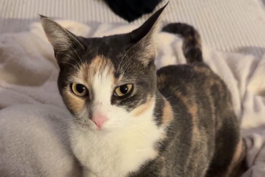 Alerte Disparition Chat Femelle , 4 ans Martigny Suisse