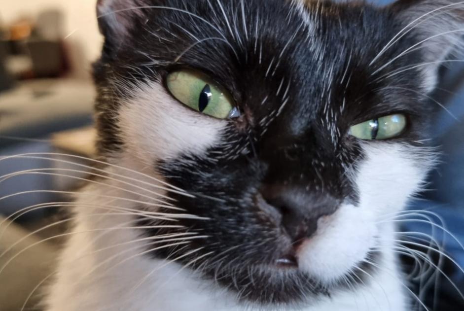 Alerte Disparition Chat croisement Femelle , 2 ans Rennaz Suisse Alerte Disparition Chat croisement Femelle , 2 ans Rennaz Suisse