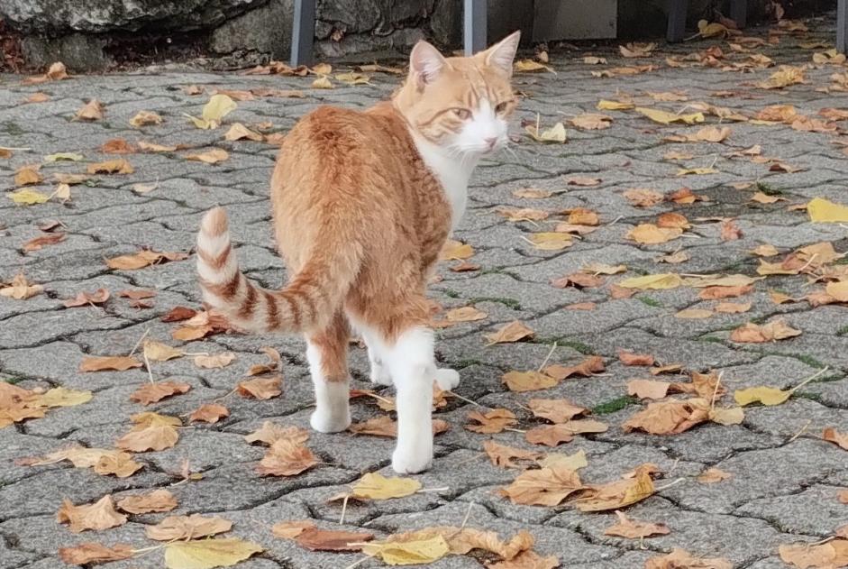 Alerte Découverte Chat croisement Mâle , 2 ans Broc Suisse Alerte Découverte Chat croisement Mâle , 2 ans Broc Suisse