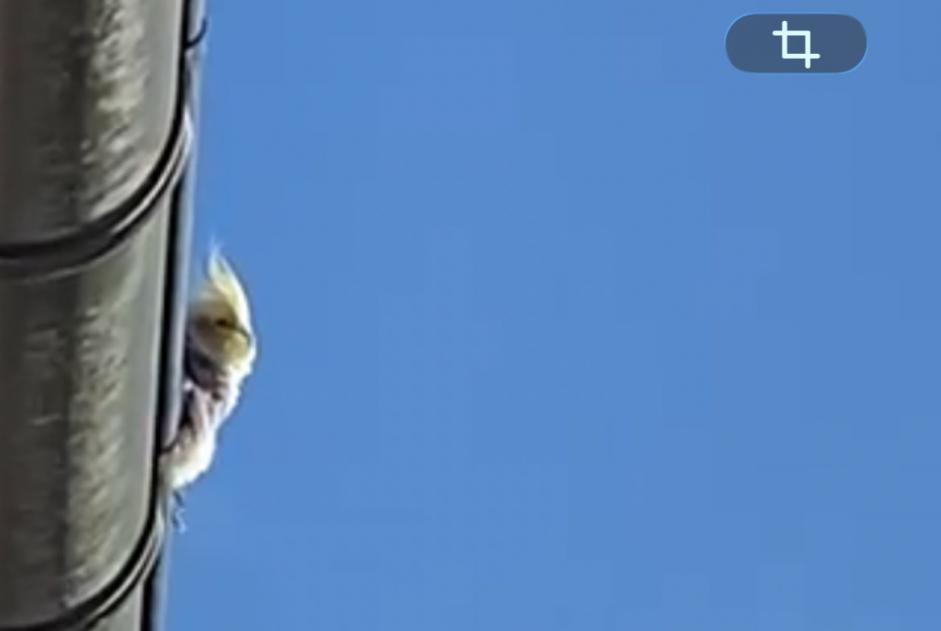 Alerte Découverte Oiseau Inconnu Bernex Suisse