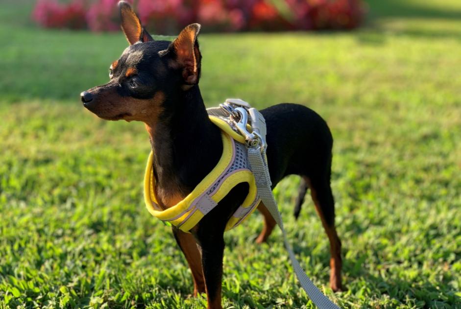 Avviso scomparsa Cane Femmina , 7 anni Jouxtens-Mézery Svizzera Avviso scomparsa Cane Femmina , 7 anni Jouxtens-Mézery Svizzera