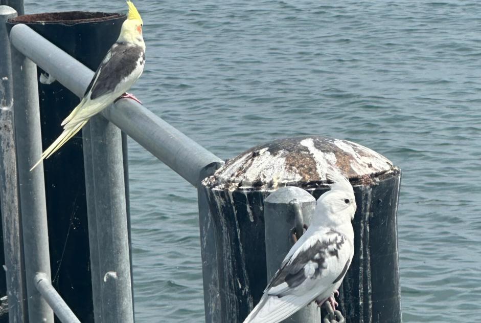 Avviso Ritrovamento Uccello Non conosciuta Saint-Sulpice Svizzera