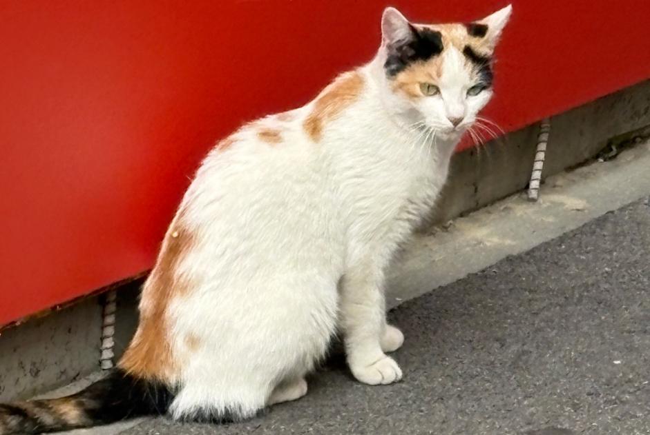 Ontdekkingsalarm Kat Vrouwtje Lausanne Zwitserland Ontdekkingsalarm Kat Vrouwtje Lausanne Zwitserland