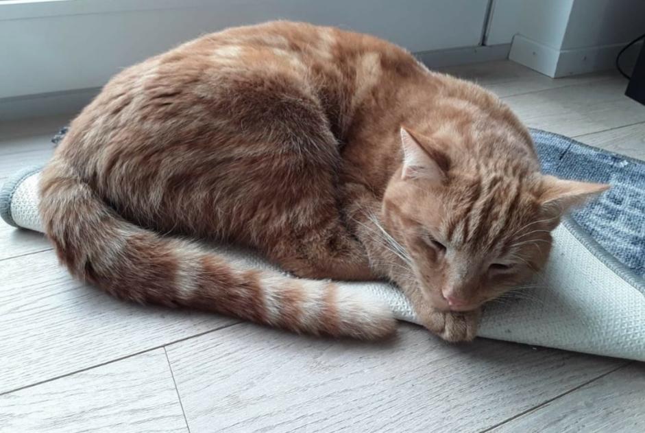 Alerta desaparecimento Gato Macho , 9 anos Delémont Switzerland Alerta desaparecimento Gato Macho , 9 anos Delémont Switzerland