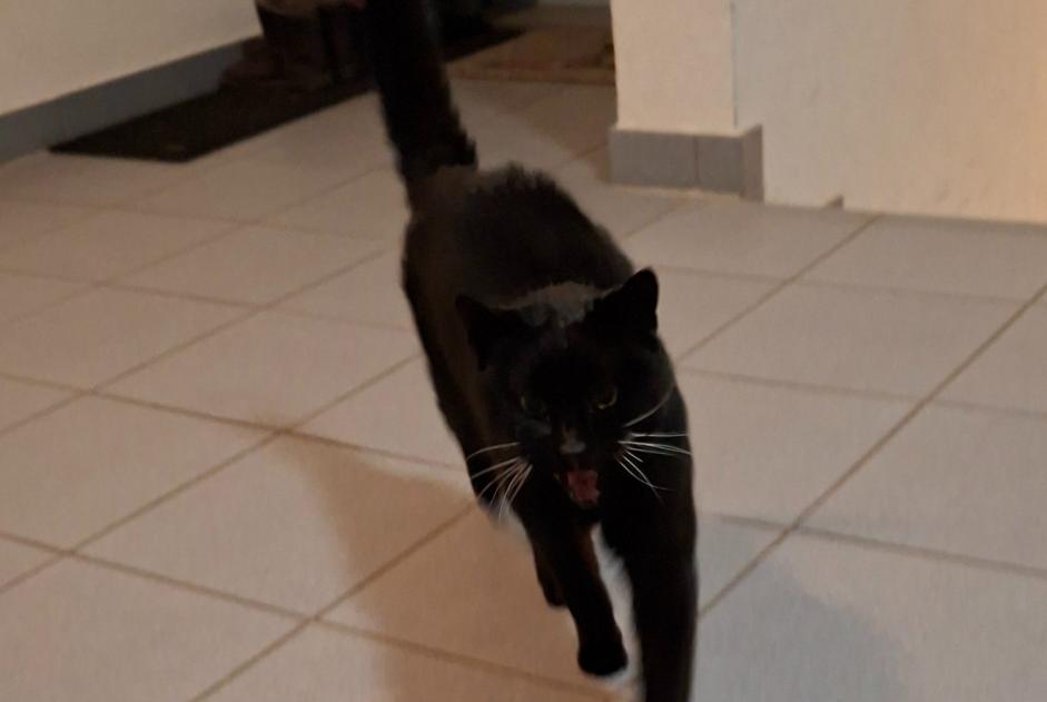 Alerta descoberta Gato Desconhecido La Verrerie Switzerland