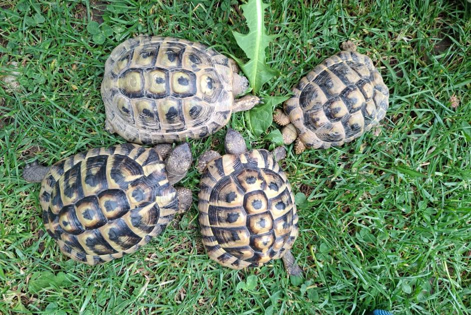 Alerta desaparecimento Tartaruga Macho , 2026 anos Val Terbi Switzerland