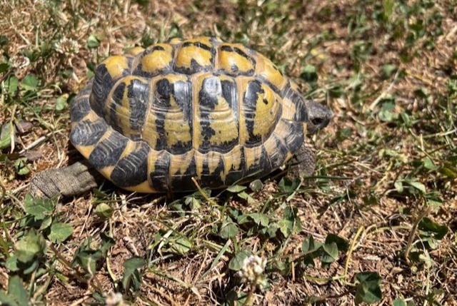 Alerta descoberta Tartaruga Desconhecido Grimisuat Switzerland Alerta descoberta Tartaruga Desconhecido Grimisuat Switzerland